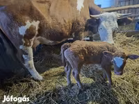Үнээ, Simmental cattle — 2 зураг