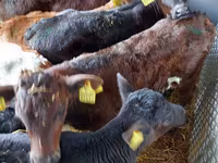 Bydło (partia, płeć nieokreślona), Simmental cattle — zdjęcie 4