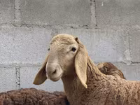 Beran, Arashan sheep — foto 7