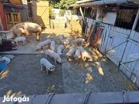 Prasnice, Prasata — foto 2