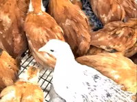 Chickens — zdjęcie 3