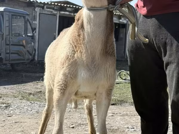 قوچ, Arashan sheep