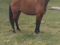 Horse (M), Horses — photo 1
