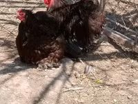 كوشين — الصورة 3