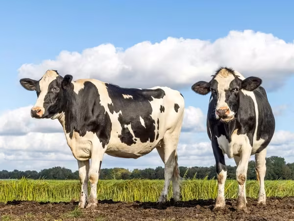 Cow, Holstein breed — Kyrgyzstan