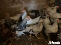 Chickens — 사진 1