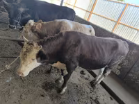 گاو نر, Swiss cattle — عکس 4