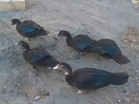 Ducks — عکس 3