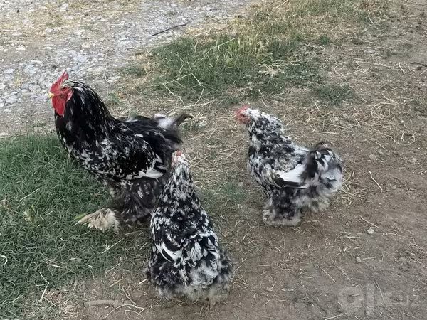 Brahma