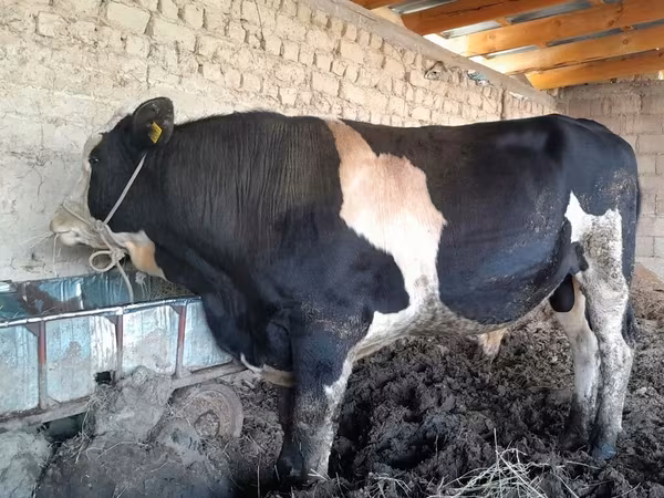 公牛, Russian Black pied cattle