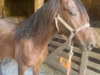 Faras, Rocky Mountain Horse — sawirka 4