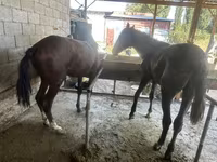 Kuda jantan, Horses — foto 2