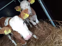 گاو نر, Simmental cattle — عکس 1