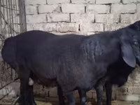 قوچ, گوسفند — عکس 2