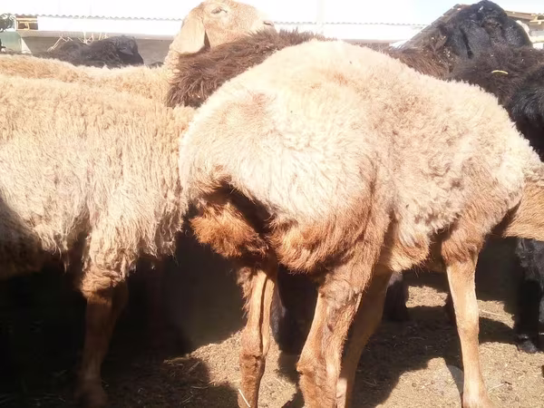 公羊, Sheep