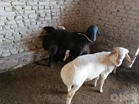 قوچ, گوسفند — عکس 1