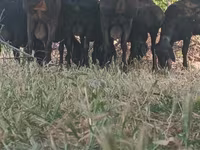 Kambing jantan, Sheep — foto 2
