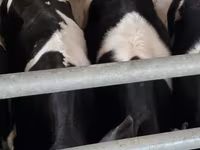 گاو نر, Russian Black pied cattle — عکس 4