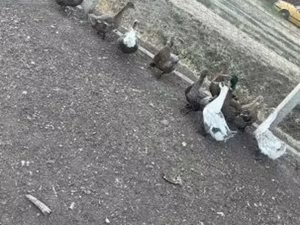 Ducks