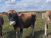 گاو نر, Russian Black pied cattle — عکس 2