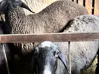 Schaf, Schafe — Foto 6