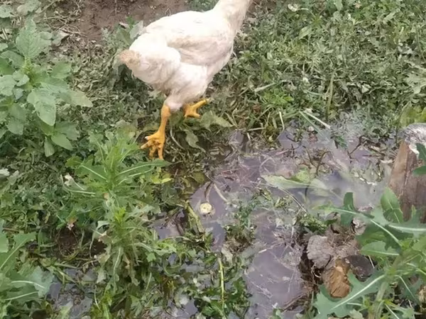 Chickens — Kyrgyzstan