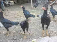 galinhas Shamo — foto 1