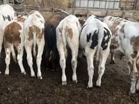 Bik, Simmental cattle — fotografija 5