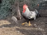 Chickens — รูปภาพ 5