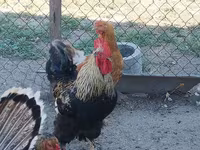 Chickens — عکس 4
