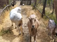 Kambing jantan, LaMancha goats — foto 5