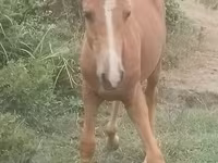 ม้าตัวผู้, Azerbaijan horse — รูปภาพ 1