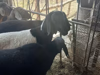 قوچ, Rhon sheep — عکس 4
