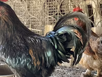 Brahma — foto 3