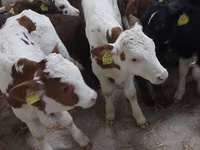 Dibi, Simmental cattle — sawirka 5