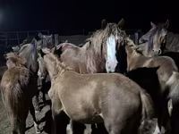Cavallo, Kazakh horse — foto 6