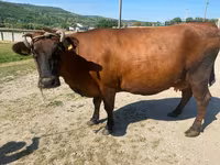گاو ماده, Russian Black pied cattle — عکس 3