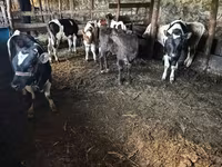 Toro, Bovini — foto 2