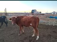 Bull, Cattle — photo 3