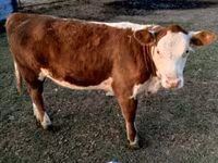 วัวตัวผู้, Swiss cattle — รูปภาพ 4