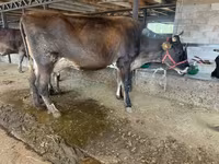Krowa, Swiss cattle — zdjęcie 7