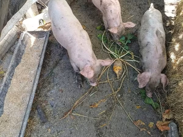 Sow, Pigs — Moldova