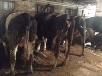 Vaca, Raza Holstein — foto 6