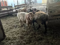 Vædder, Arashan sheep — foto 5