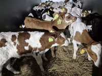 Toro, Simmental cattle — foto 1