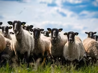 Κριός, Dorper sheep — φωτογραφία 6