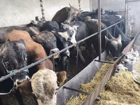 Toro, Karaku — foto 1