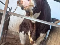 گاو نر, Simmental cattle — عکس 7