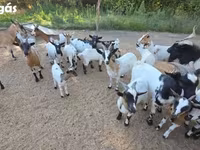 Kambing betina, Nigerian dwarf goats — foto 1
