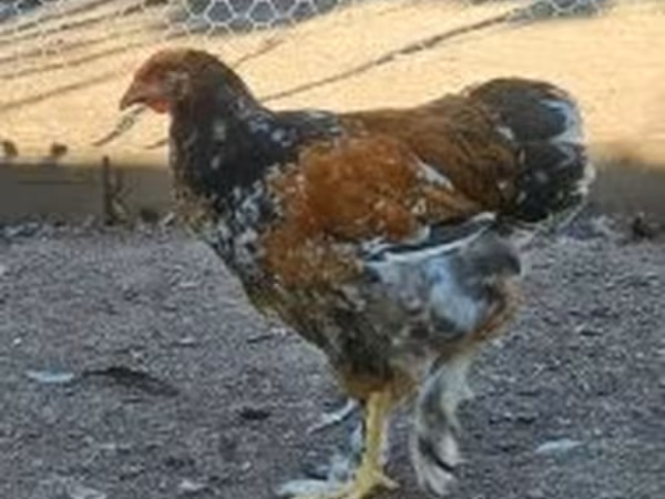 Brahma